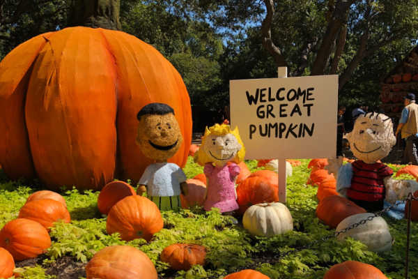 pumpkin patches