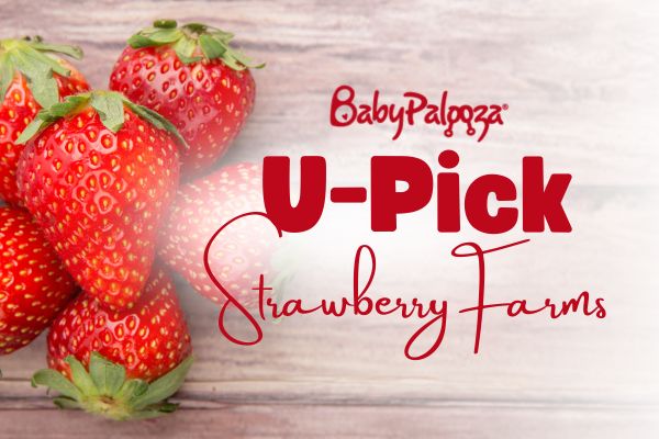 U-Pick Strawberry Farms in Alabama