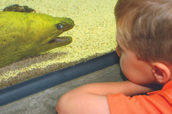 Dauphin Island Sea Lab Estuarium 1