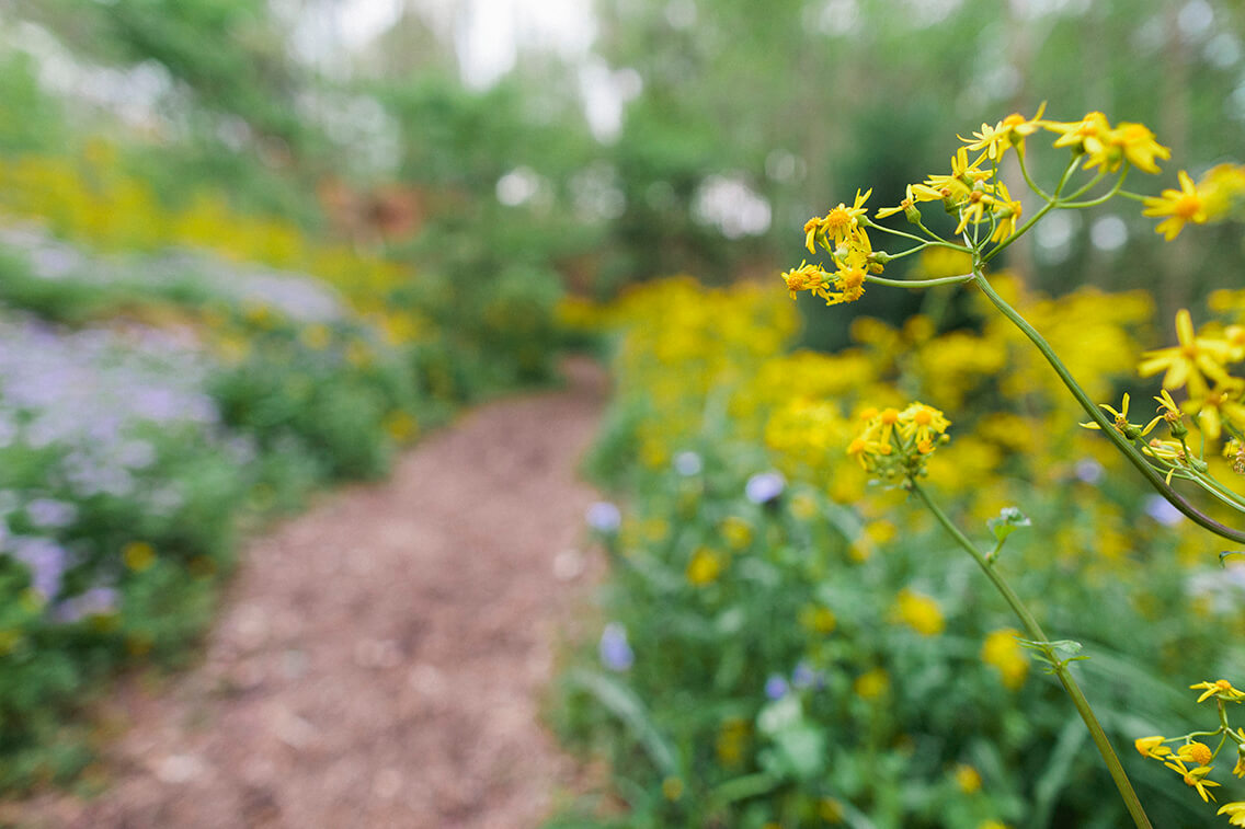 Alabama Drought Tolerant Landscapes cNYGZO.tmp MLzLOB.tmp