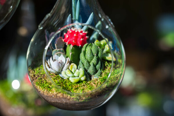 Create Your Own Desert Terrarium ZjaraO.tmp