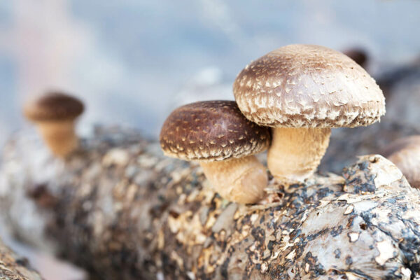 Growing Your Own Mushrooms gA1G9z.tmp