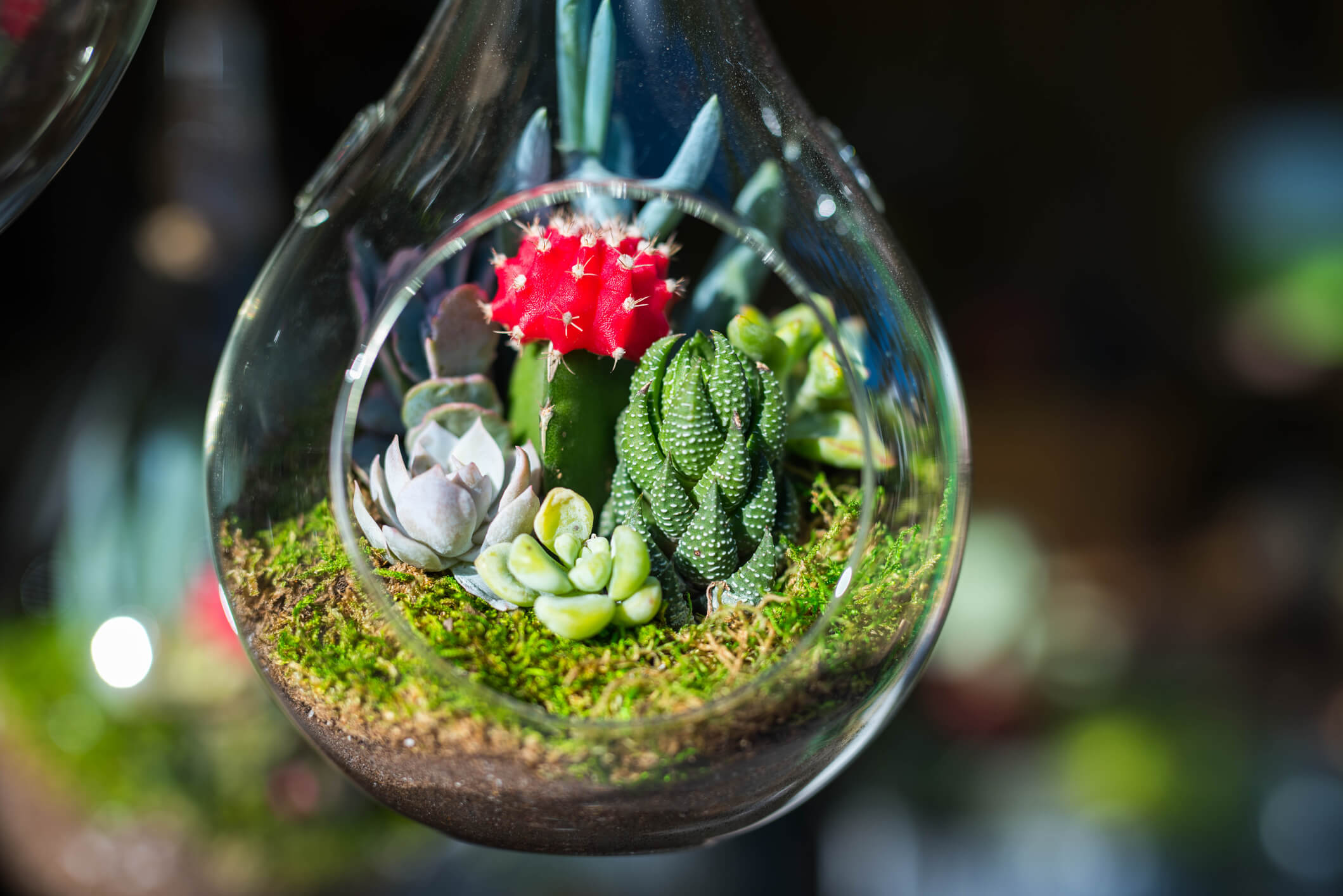 Create Your Own Desert Terrarium M40uTw.tmp KupR0L.tmp