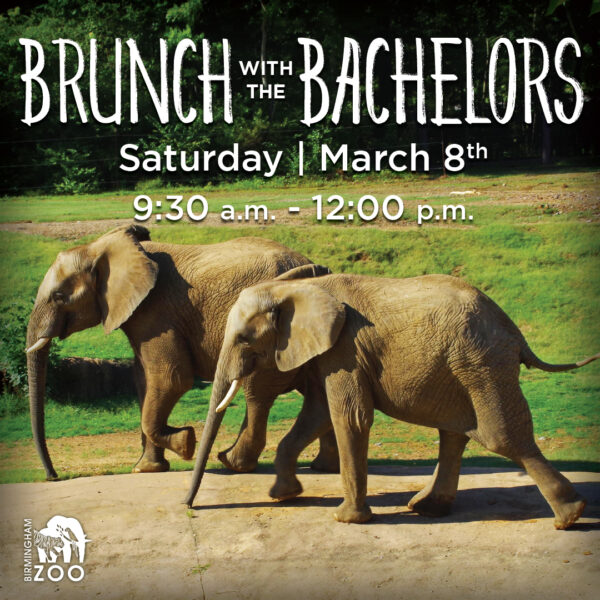 Brunch with the Bachelors