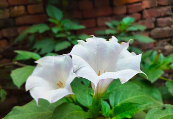 moonflower WEn0hu
